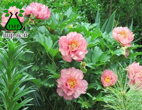 /Uploads/News/خصوصیات گیاهشناسی و خواص دارویی گیاه گل صدتومانی Paeonia corallina